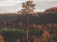 Photos from the South Fork Fire burn scar on July 18, 2024 in Ruidoso, NM.