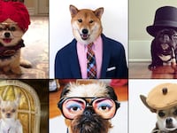 galleries/2013/08/13/the-11-best-dressed-dogs-of-instagram-photos/130813-most-fashionable-dogs-tease_hm7asx
