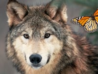 210201-Axe-Trump-doomed-species-tease_nhakhb