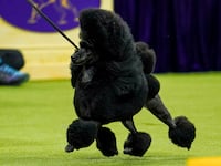 Sage the miniature poodle won Best in Show at the Westminster Kennel Club Dog Show 2024.