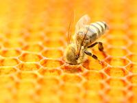 212022-honey-bees-superfood-hero_t7g0zc