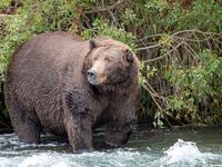 2019-10-06T173032Z_1591495737_RC19B049E400_RTRMADP_3_ALASKA-FATBEARS_qssrgq