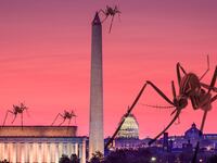 articles/2016/06/30/the-d-c-monument-full-of-zika-mosquitoes/160629-daly-washington-zika-tease_m0hgex