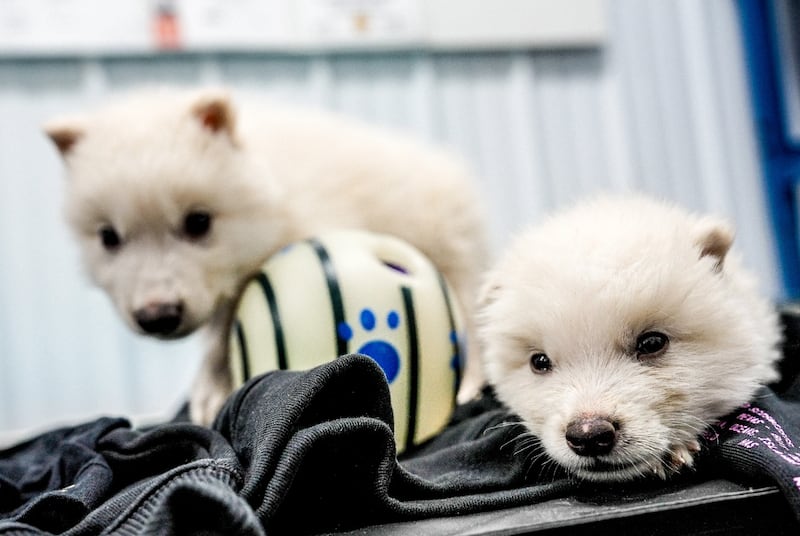 The wolves are named Romulus, Remus, and Khaleesi.