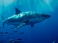 A Great White Shark off the coast of California.