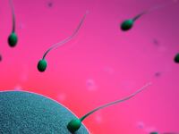 articles/2012/12/08/french-sperm-counts-decline-fertility-by-the-numbers/sperm-by-the-numbers_r2tuvs