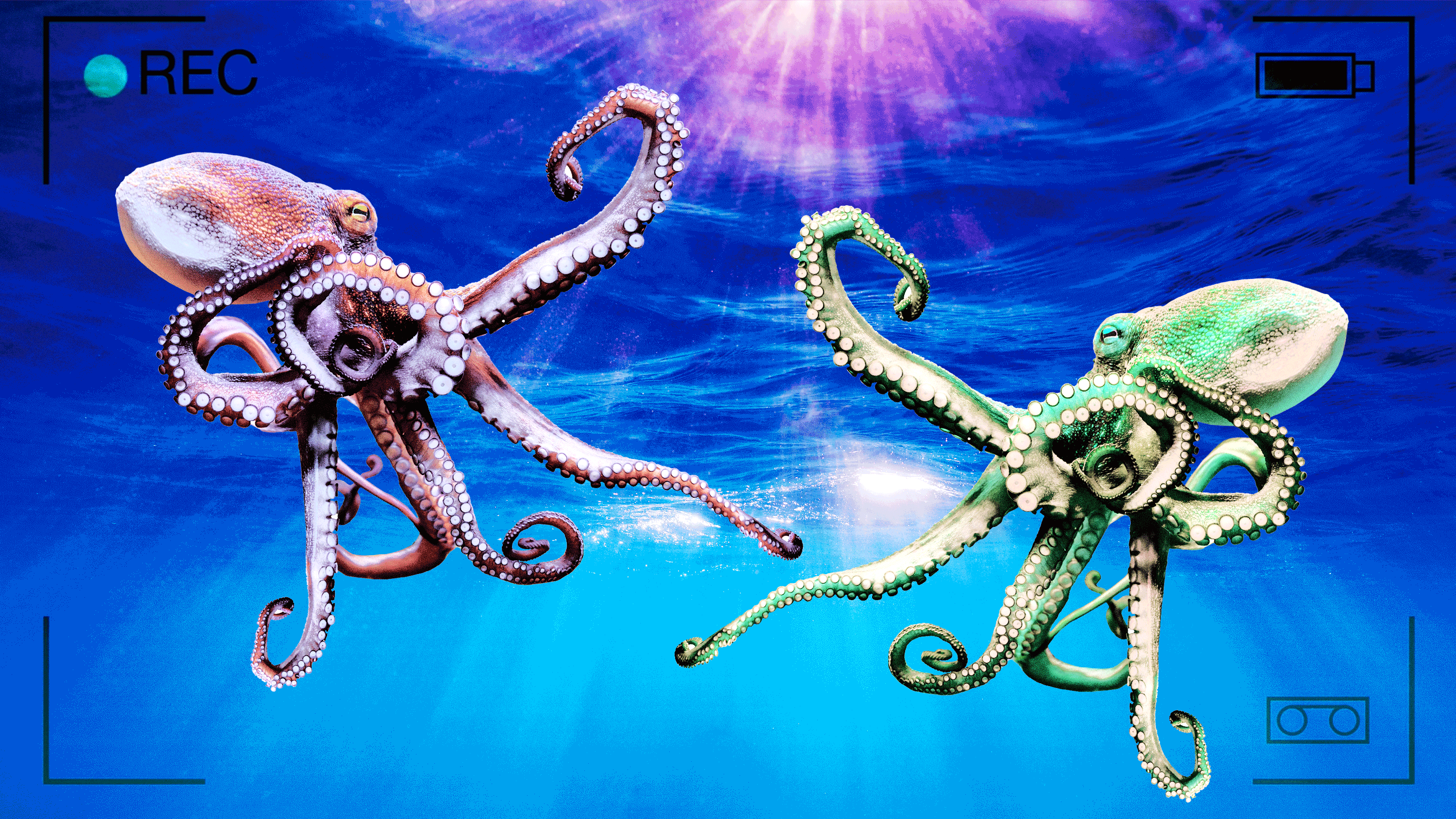 221108-Tran-Octopus-fight-tease_swsckr