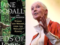 articles/2013/03/26/jane-goodall-s-troubling-error-filled-new-book-seeds-of-hope/130324-jane-goodall-plagiarism-moynihan-tease_m33msv