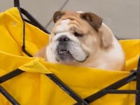 Babydog arrives at the U.S. Capitol on January 21, 2025.