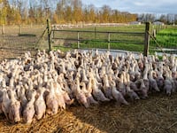 Mulard duck farm