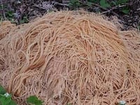 Pasta found in Old Bridge.