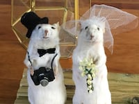 191213-brooklyn-taxidermy-tease_j9srvo