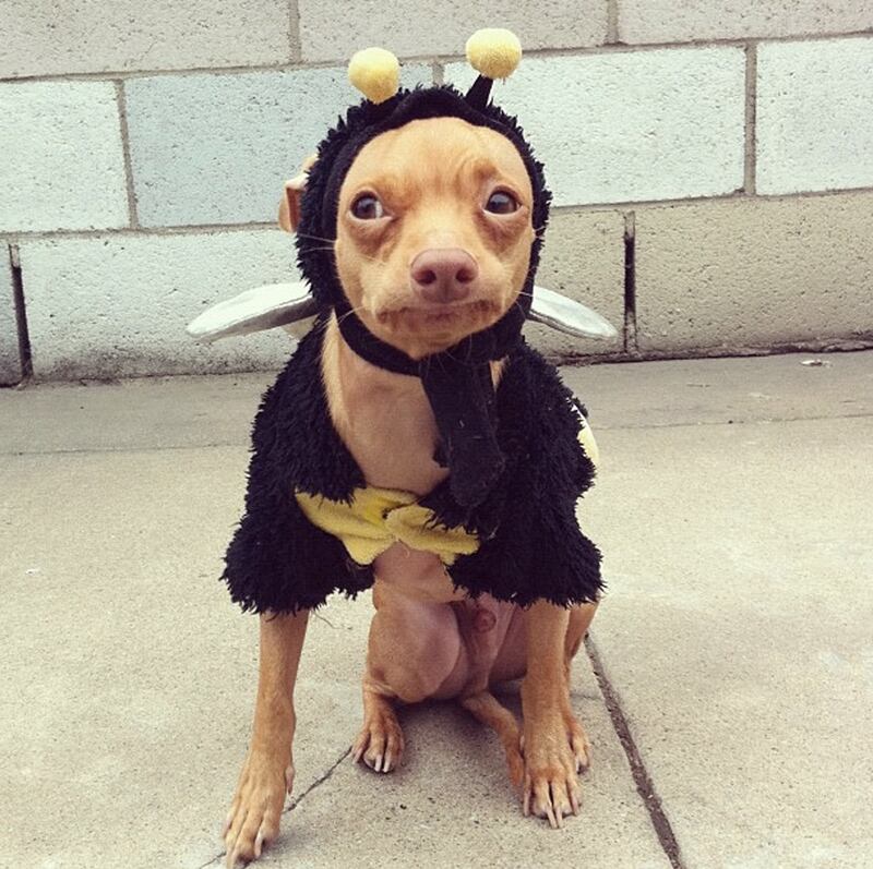 galleries/2013/08/13/the-11-best-dressed-dogs-of-instagram-photos/tunameltsmyheart_mnpygs