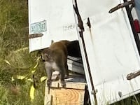 A Rhesus monkey escapes in Mississippi