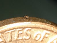 Low-Res_Fig._1D-1.jpg_yevk1y