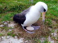 2016-12-14T120000Z_912939168_RC1D4C4BB000_RTRMADP_3_USA-ALBATROSS_mauzf1