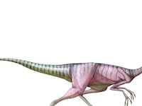 articles/2015/10/29/why-did-dinosaurs-have-feathers/151019-coolman-dinosaur-tease_imfjcn