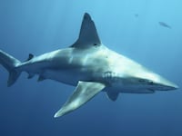 170828-Jones-SharkPhoto-Hero_s3jpar