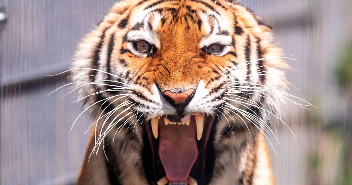 Beunruhigende neue Details nach tödlichem Tigerangriff im Zoo aufgetaucht