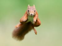 squirrel_leap_gi8s3f