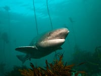 Broadnose sevengill sharks, living in the region, are photographed under water while swimming within the scope of 'World Oceans Day' in Durban, South Africa on February 5, 2024