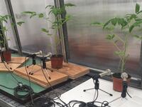 Photo_of_tomato_plants_being_recorded_in_a_greenhouse_CREDIT_Ohad_Lewin-Epstein_d3grve