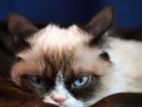 articles/2013/08/07/grumppuccino-a-look-at-the-new-coffee-line-by-famed-internet-meme-grumpy-cat/130806-grumpy-cat-coffee-stern-tease_wdfmno