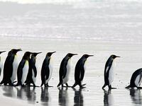 articles/2016/02/22/the-case-of-the-150-000-dead-penguins/160221-collins-missing-penguins-tease_mjc5ou