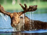 A bull moose feeds in the waters of Rangeley Lake in Rangeley, Maine.