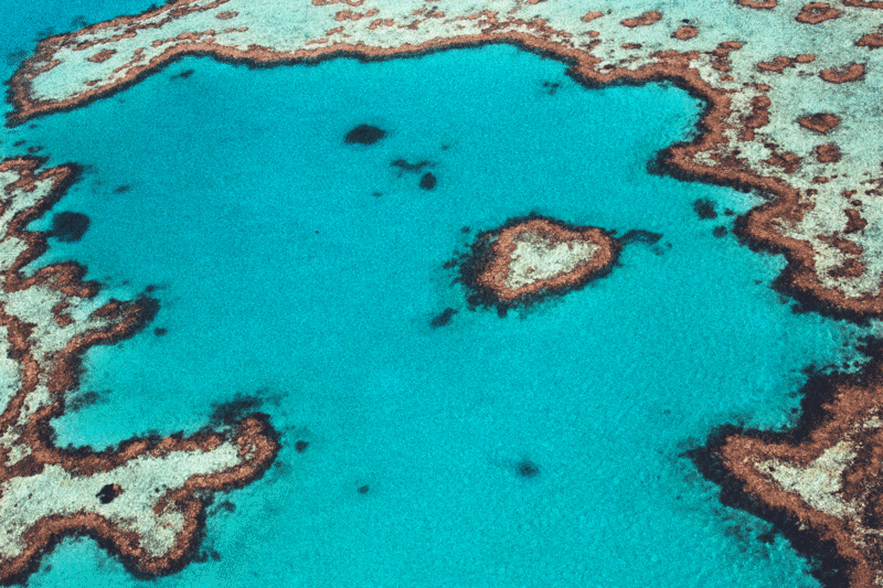 191102-brockway-whitsundays-heart-coral_gohxqf