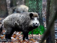 190128-Enking-swine-flu-wall-for-pigs-tease_obok2l
