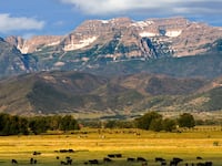 Mount Timpanogos in the Wasatch Mountains towers over farmland in Heber Valley, Utah, with cows grazing in the foreground.