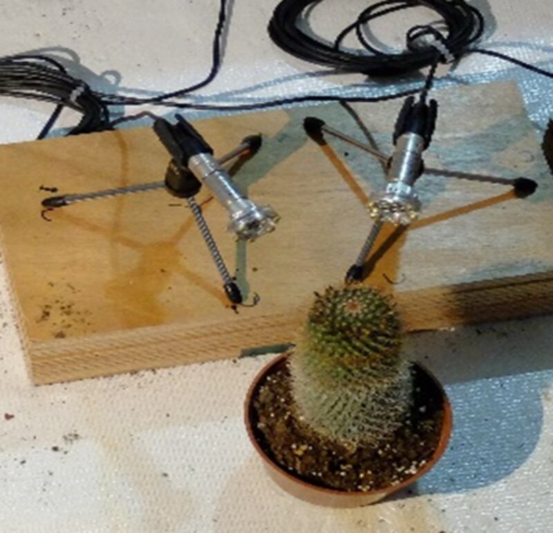 Photo_of_a_cactus_being_recorded_CREDIT_Itzhak_Khait_nzypfa