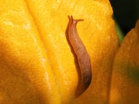 Garden slug on a squash plant flower in Toronto, Ontario, Canada, on August 09, 2021. (Photo by Creative Touch Imaging Ltd./NurPhoto via Getty Images)