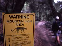 Mountain Lion warning sign in Yosemite