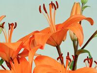 articles/2011/08/21/ann-woo-a-photographer-on-the-rise-photos/artist-ann-woo-tease_tgxcci