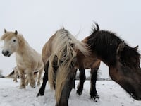 articles/2013/02/08/relax-it-s-just-horse-meat/130208-dickson-horse-lasagne-tease_wgwdcr