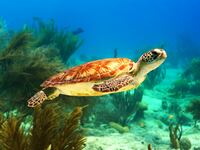 'Our Oceans' documentary by Netflix