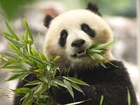 D.C. Welcomes China’s New Furry Ambassadors: Qing Bao and Bao Li, 2 Giant Pandas