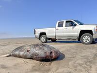 A hoodwinker sunfish washes ashore in Oregon.