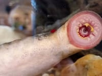articles/2015/06/12/yes-it-s-really-raining-vampire-fish-in-alaska/150611-whittaker-vampire-fish-tease_krdwfm