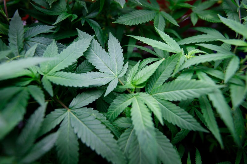 articles/2012/10/03/marijuana-could-be-legal-in-colorado-and-washington-after-election-day/marijauna-keith-stroup-dokoupil-tease_eda7v7