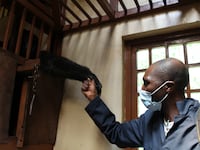 articles/2015/06/21/saving-gorillas-in-a-war-zone/150617-strochlic-gorilla1_nbr5wd