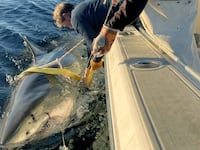 Researchers place a tag on an Atlantic white shark nicknamed “Contender.”