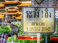 A longtail macaque sits next to a sign reading "Beware monkey zone" in the town of Lopburi, some 155km north of Bangkok.