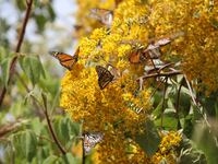 220107-mexico-butterfly-hero_ziprtl