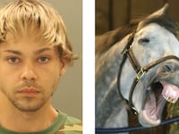 horse_uax0g2