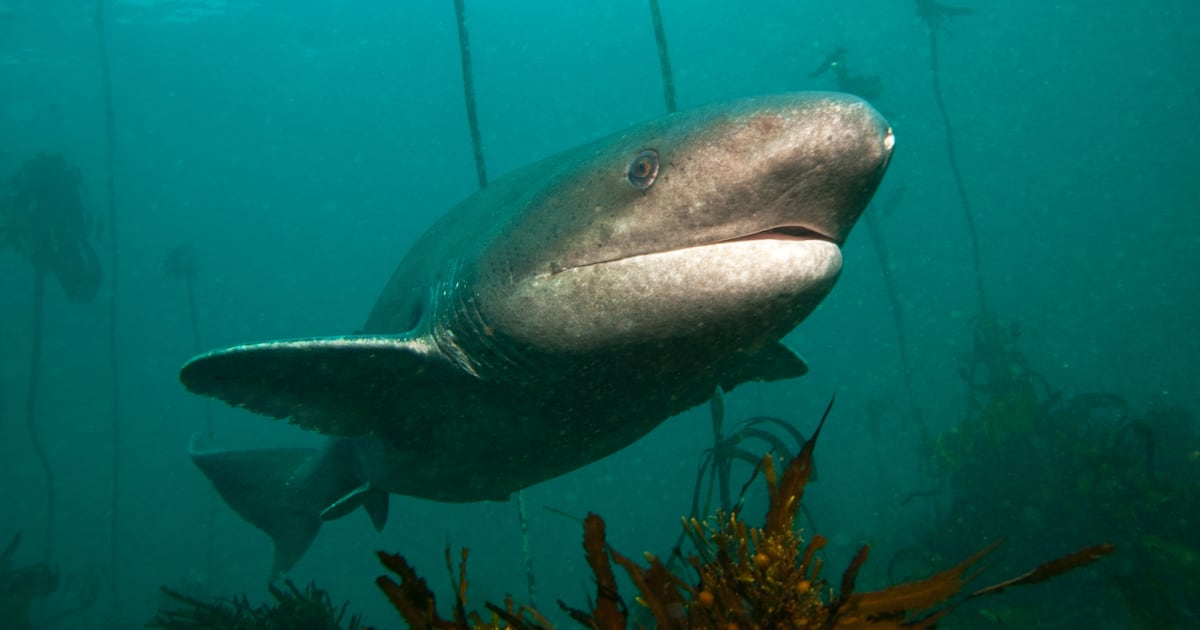 Survivors of Boat Capsize Attacked by Sharks