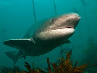 Broadnose sevengill sharks, living in the region, are photographed under water while swimming within the scope of 'World Oceans Day' in Durban, South Africa on February 5, 2024