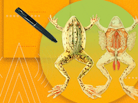 frog2_y8xumj